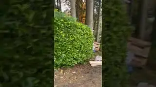 Разгрузка окон и бруса при строительстве деревянного дома в Бельгии. Часть 2 #shorts