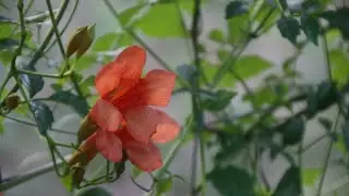 #0. Off Grid life in countryside. Enjoying a walk in nature