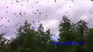 свадебная пневмохлопушка 30 см, бумажное конфетти