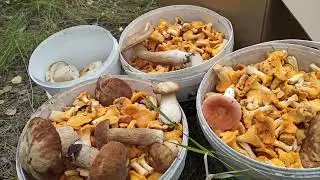 Дача. Отдых. Лес🌲и грибы🍄.