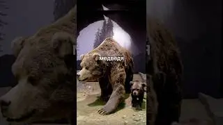 Ancient bear found in perfect condition after 30,000 years in Siberia!