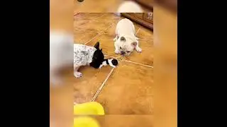 🐶 köpekler yavruyu yedi 🌹