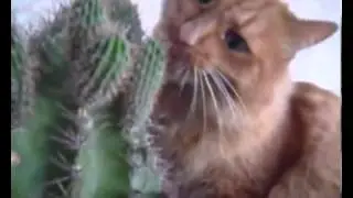 . Приколы с котами.мега ржач!