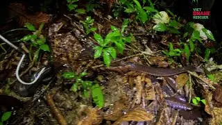 Release 4 heads Xenopeltis unicolor and 01 Naja siamensis back to jungle