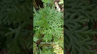 Did You Know: DAUN CAKAR AYAM - Selaginella doederleinii Hieron #shorts #herbal #health