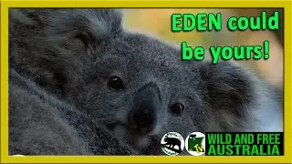 ADOPT EDEN wild koala adoptions are a great way to support my work creating safe koala habitat