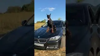 немецкая овчарка и доберман