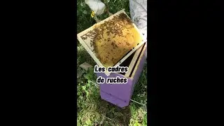 Les cadres des ruches, les étapes de préparation et les