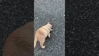 Cute Cat Purring
