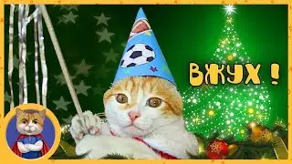 Kitten Vzhuh fulfills your wishes for the New Year