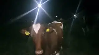 Коровы гуляют по ночам пока я думаю что они спят))
