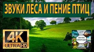 Звуки леса, пение птиц, сверчков в лесу лекарство для души и тела, Звуки природы