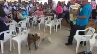 Hagamos Conciencia / Nunca Lleves Tu Mascota Sin Correa