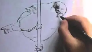 exercitiu in tus; cum sa desenezi o pasare folosind tusul
