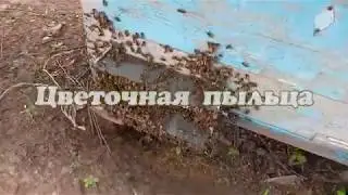 Цветочная пыльца