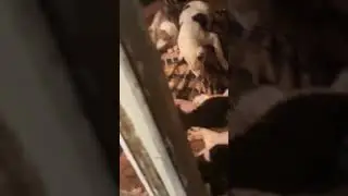 Алабаи щенки. сонное царство. тихий час.