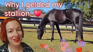 WHY I GELDED MY STALLION ♥️