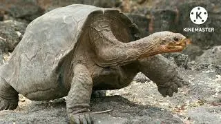 Turtle vs Tortoise II how to differentiate between tortoise and turtle II