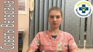 ЧТО БУДЕТ ЕСЛИ СОБАКА БУДЕТ ЕСТЬ СНЕГ?
