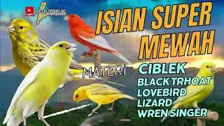 Masteran Kenari Full isian Super Mewah