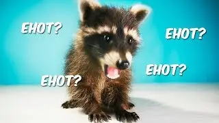 Я ЗАВЕЛ СЕБЕ НАСТОЯЩЕГО ЕНОТА. 10 ФАКТОВ О ЕНОТАХ