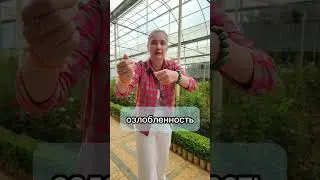 Чистка озлобленности #чистки #энергетическоеочищение #асмрвидео #асмр #озлобленность #зло #злость