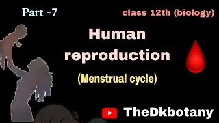 Menstrual cycle in female