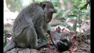 Wow amazing baby hit little bit from her mother Angkor daily 1057