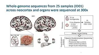 Clonal distributions during human neocortical development deciphered through brain somatic mosaicism
