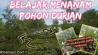 BELAJAR MENANAM POHON DURIAN UNTUK PEMULA TONTON INI‼️