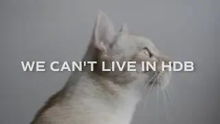 Cats Living in Singapore HDB