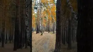 осень 🍂 в лесу 