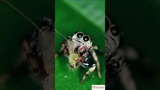 Jumping Spider are so cuteeeee #pestweek #jumpingspider #foryoupage #shorts