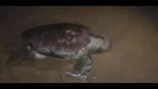 Turtle death in marina beach