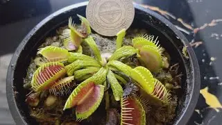 Venus flytrap Shenron