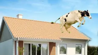 Эти Животные ЗВАЛИ НА ПОМОЩЬ!  Попробуй Не Заплакать!  Топ  Моментов Спасения Животных