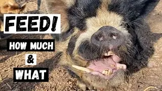 What we feed our animals!