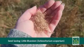 Sustainably Harvest Little Bluestem (Schizachyrium scoparium) Seeds