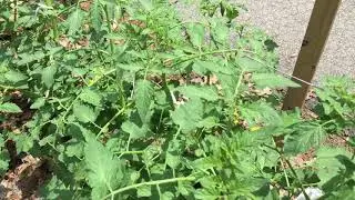 2020.06.28 Vegetable Garden Update