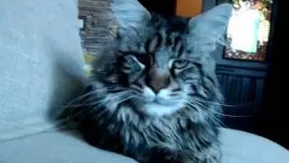 Maine coon Damur dozes. Мейн кун Дамур дремлет