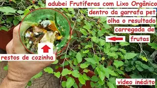 Adubei Frutífera com lixo orgânico dentro de garrafa enterrada. + bônus no final