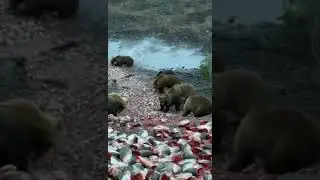 Наши соседи- медведи. Bären in Russland.