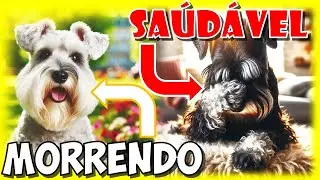 ANEMIA: é só dar ferro ou 