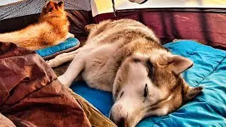 Camping with the Huskies! #shorts