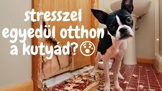Stresszel egyedül otthon a kutyád?⎮ Kezdd el megoldani így!