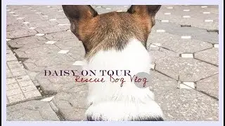 Daisy on tour || Rescue Dog Vlog