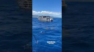 Two tiger sharks right off the back of the boat! 🛥️🦈😱 #shark #tigershark #ocean #offshore #HI #1