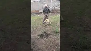 Wolf and loyalty.