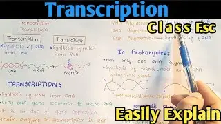 Transcription Process | Gene Expression | From DNA To mRNA | Class 12 Biology