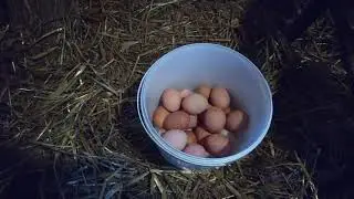 Мой курятник зимой. Готовим цыплят пополнить семью.